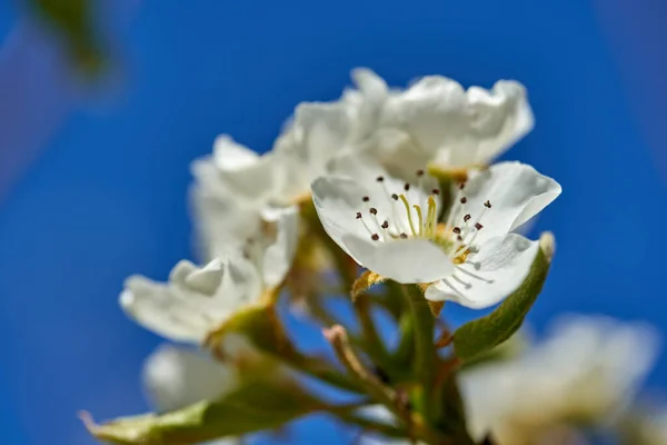 Closeup White Cherry Flowers Sunny Spring Day — Stock Photo, Image