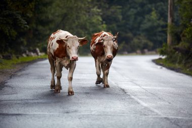 Kırsalda kaldırımda yürüyen inekler.