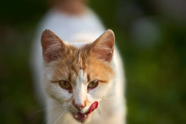 Бело Оранжевая Кошка Открытом Воздухе Траве — стоковое фото