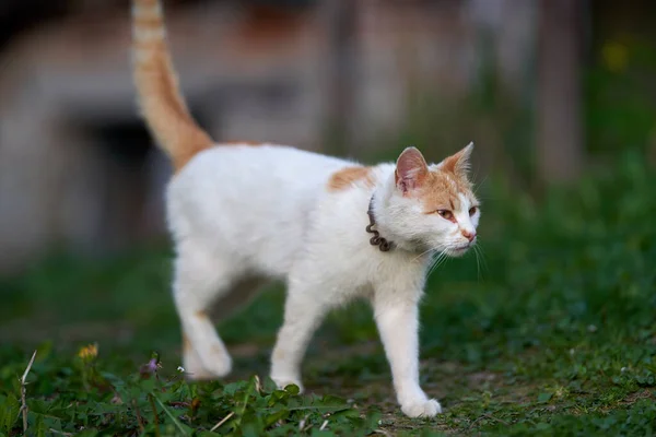 草の中の白とオレンジの猫の屋外 — ストック写真