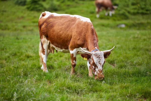 Una Mucca Sana Ben Nutrita Pascolo Montagna Con Attenzione Selettiva — Foto Stock