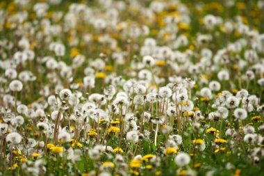Dışarıda çimlerin üzerinde sevimli beyaz ve turuncu bir kedi.