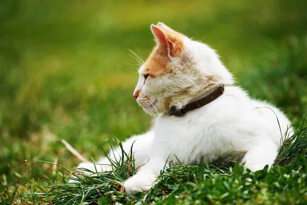 草の中のかわいい白とオレンジの猫の屋外 — ストック写真