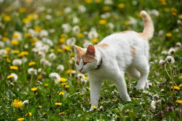 Симпатичная Белая Оранжевая Кошка Открытом Воздухе Траве — стоковое фото