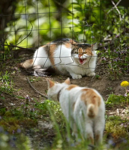 Territoriella Katter Ett Dödläge Vid Stängslet — Stockfoto