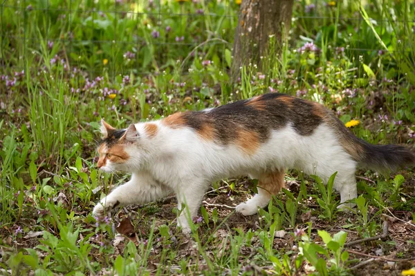 Söt Vit Och Orange Katt Utomhus Gräset — Stockfoto