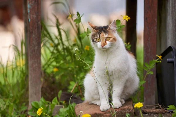 Χαριτωμένο Λευκό Και Πορτοκαλί Γάτα Εξωτερική Στο Γρασίδι Royalty Free Φωτογραφίες Αρχείου