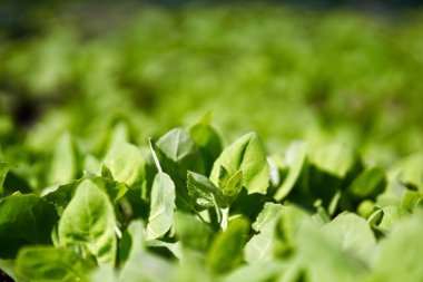 Fransız ıspanağı olarak da bilinen orache bahçesinin (atriplex hortensis) kapanışı