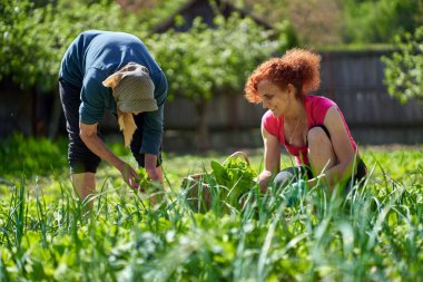 Kadın ve büyük annesi bahçede hasatçılık yapıyorlar.