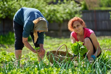 Kadın ve büyük annesi bahçede hasatçılık yapıyorlar.