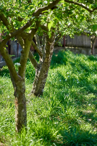 Eine Reihe Alter Apfelbäume Einem Obstgarten Frühling — Stockfoto