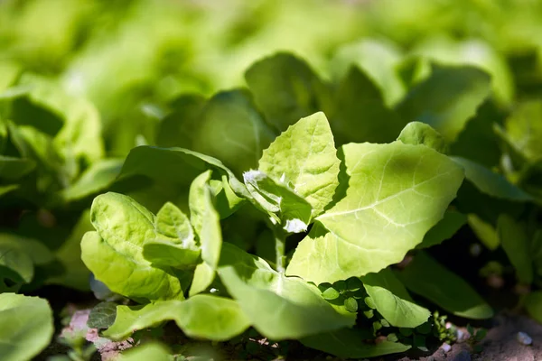 Närbild Trädgård Orache Atriplex Hortensis Även Känd Som Fransk Spenat — Stockfoto