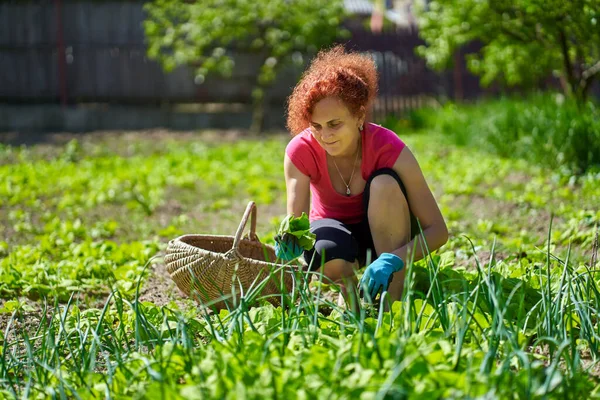 Taze orache (Atriplex hortensis) hasat eden kadın çiftçi, namı diğer Fransız ıspanağı.