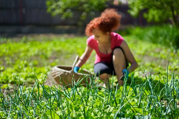 Woman Farmer Harvesting Fresh Orache Atriplex Hortensis Aka French Spinach — Stock Photo, Image