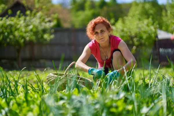 Žena Farmář Sklízí Čerstvý Orache Atriplex Hortensis Aka Francouzský Špenát — Stock fotografie