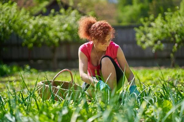 Mujer Agricultora Cosechando Orache Fresco Atriplex Hortensis También Conocida Como —  Fotos de Stock