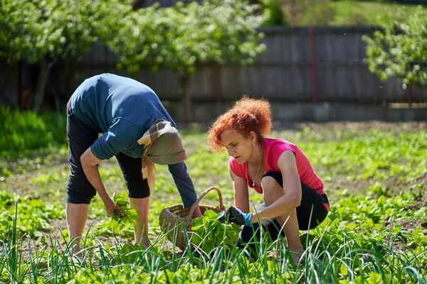 Kadın ve büyük annesi bahçede hasatçılık yapıyorlar.