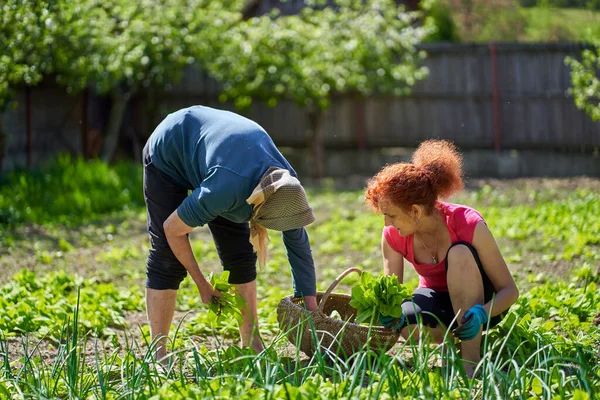 Femme Mère Aînée Récolte Orache Dans Jardin — Photo