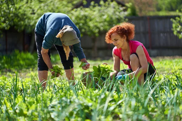 Kadın ve büyük annesi bahçede hasatçılık yapıyorlar.