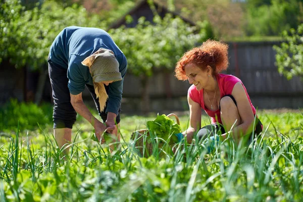 Femme Mère Aînée Récolte Orache Dans Jardin — Photo