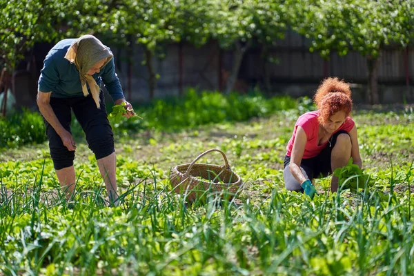 Vrouw Haar Oudere Moeder Oogsten Orache Tuin — Stockfoto