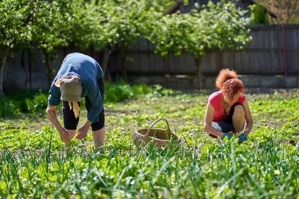 女人和她的大妈在花园里采摘兰花 — 图库照片