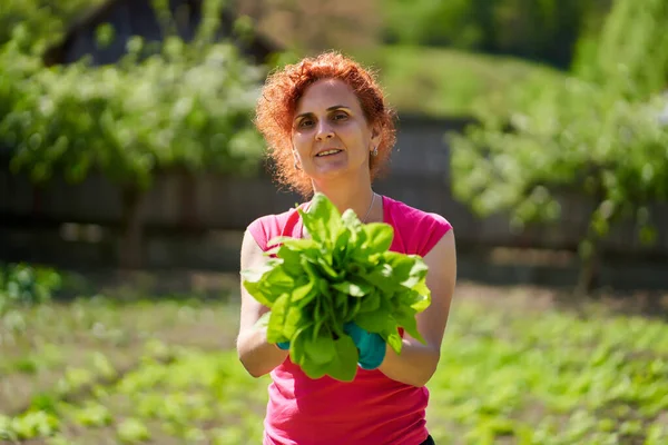 Donna Contadina Che Raccoglie Orache Fresche Atriplex Hortensis Alias Spinaci — Foto Stock