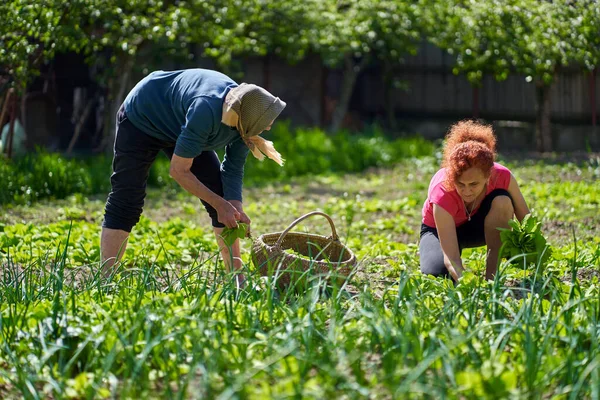 Vrouw Haar Oudere Moeder Oogsten Orache Tuin — Stockfoto