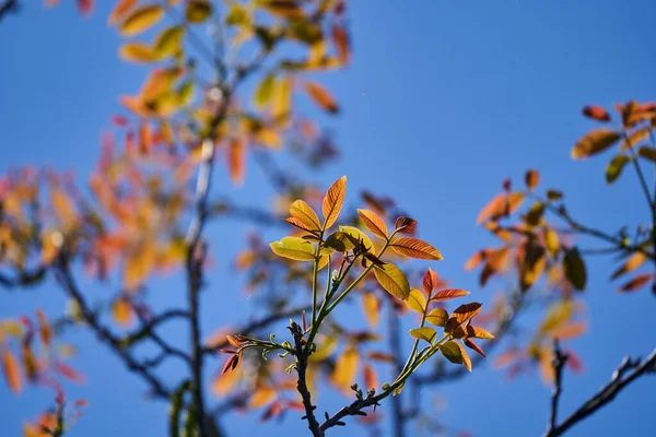 Closeup Orange New Leaves Walnut Tree Spring Time — Stock Photo, Image