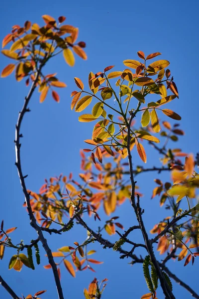 Closeup Orange New Leaves Walnut Tree Spring Time — Stock Photo, Image
