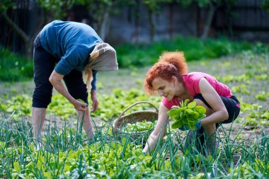 Kadın ve büyük annesi bahçede hasatçılık yapıyorlar.
