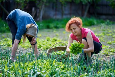 Kadın ve büyük annesi bahçede hasatçılık yapıyorlar.