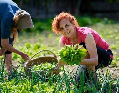 Kadın ve büyük annesi bahçede hasatçılık yapıyorlar.