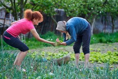 Kadın ve büyük annesi bahçede hasatçılık yapıyorlar.