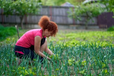 Taze orache (Atriplex hortensis) hasat eden kadın çiftçi, namı diğer Fransız ıspanağı.