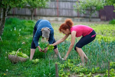 Kadın ve büyük annesi bahçede hasatçılık yapıyorlar.