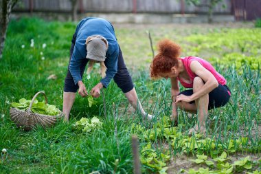 Kadın ve büyük annesi bahçede hasatçılık yapıyorlar.