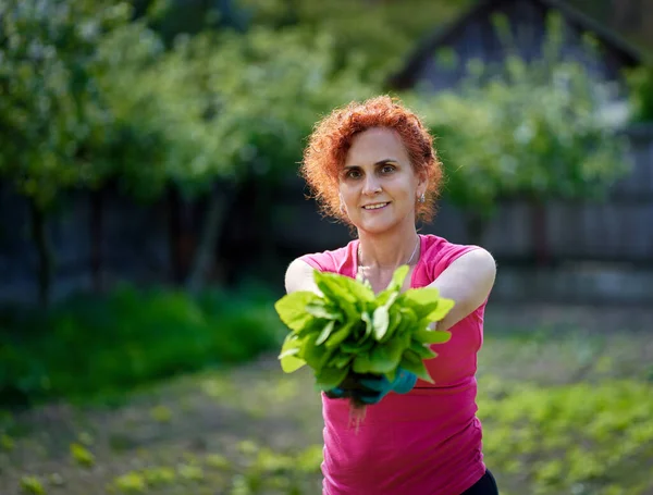 女农民收获新鲜兰花 Atriplex Hortensis 也就是花园的法国菠菜 — 图库照片