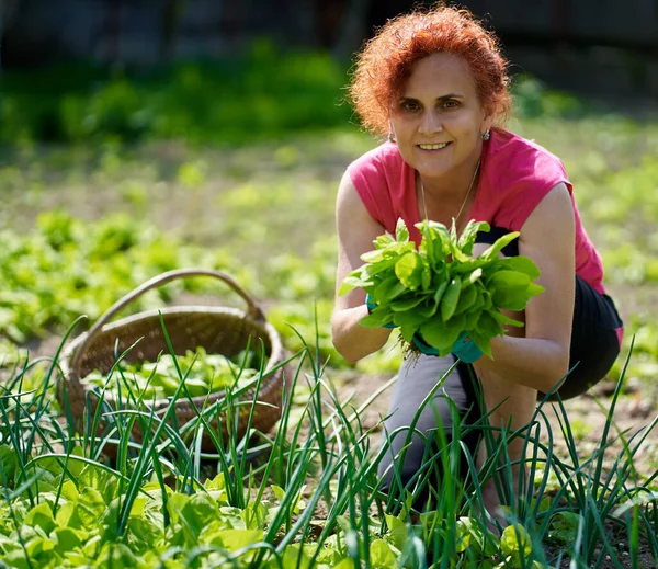 新鮮なオラーシュを収穫する女性農家 Atriplex Hortensis 庭から別名フランスのほうれん草 — ストック写真
