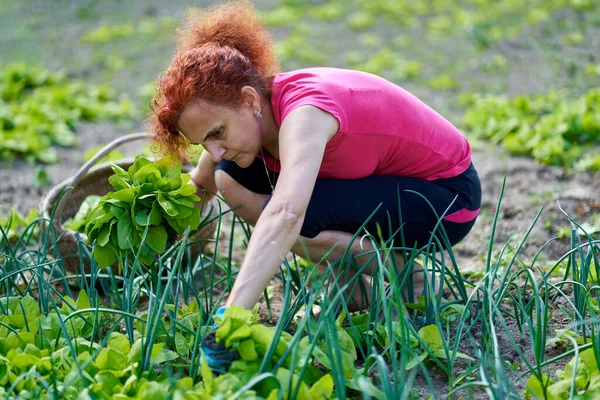 Mujer Agricultora Cosechando Orache Fresco Atriplex Hortensis También Conocida Como —  Fotos de Stock