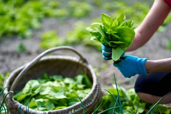 Mains Une Agricultrice Récoltant Orache Dans Panier — Photo