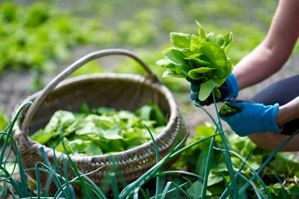 Hände Einer Bäuerin Bei Der Ernte Von Orangen Einem Korb — Stockfoto