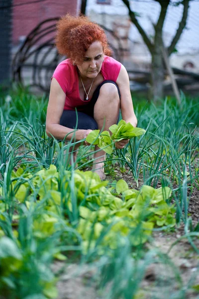 新鮮なオラーシュを収穫する女性農家 Atriplex Hortensis 庭から別名フランスのほうれん草 — ストック写真