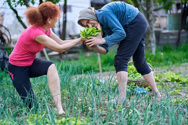 Femme Mère Aînée Récolte Orache Dans Jardin — Photo