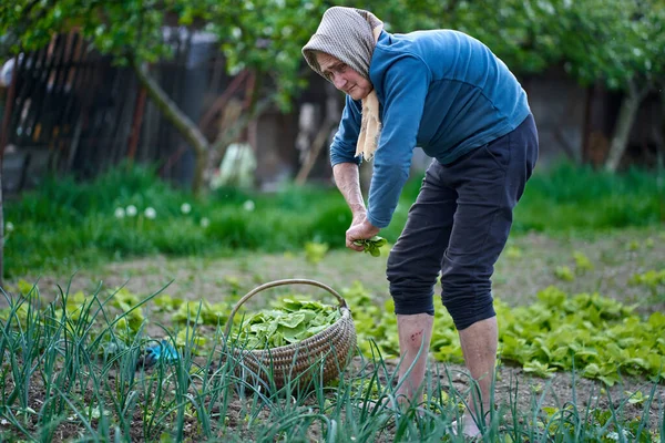 Old Rural Woman Harvesting Orache Basket — Stock Photo, Image