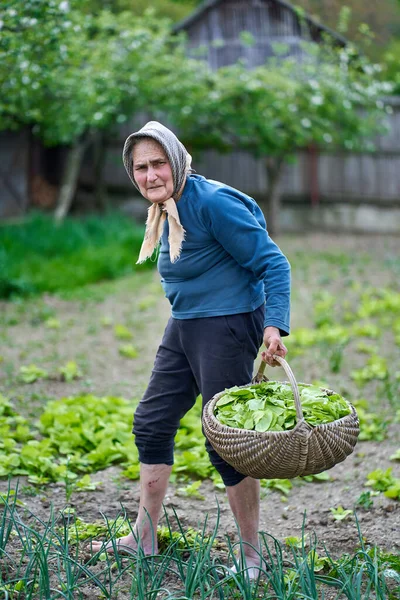 Stara Wiejska Kobieta Zbierająca Orache Koszyku — Zdjęcie stockowe