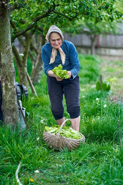 Vecchia Donna Rurale Raccogliere Orache Cesto — Foto Stock