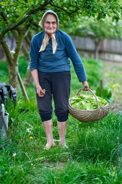 Yaşlı Kırsal Bir Kadın Sepetin Içinde Orache Topluyor — Stok fotoğraf