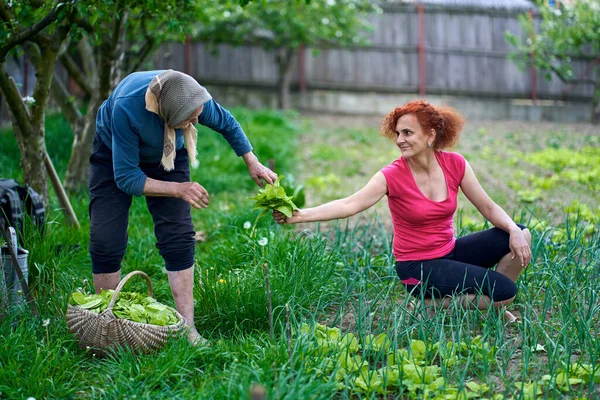 Vrouw Haar Oudere Moeder Oogsten Orache Tuin — Stockfoto