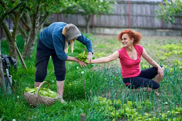 Donna Sua Madre Maggiore Raccolta Orache Giardino — Foto Stock